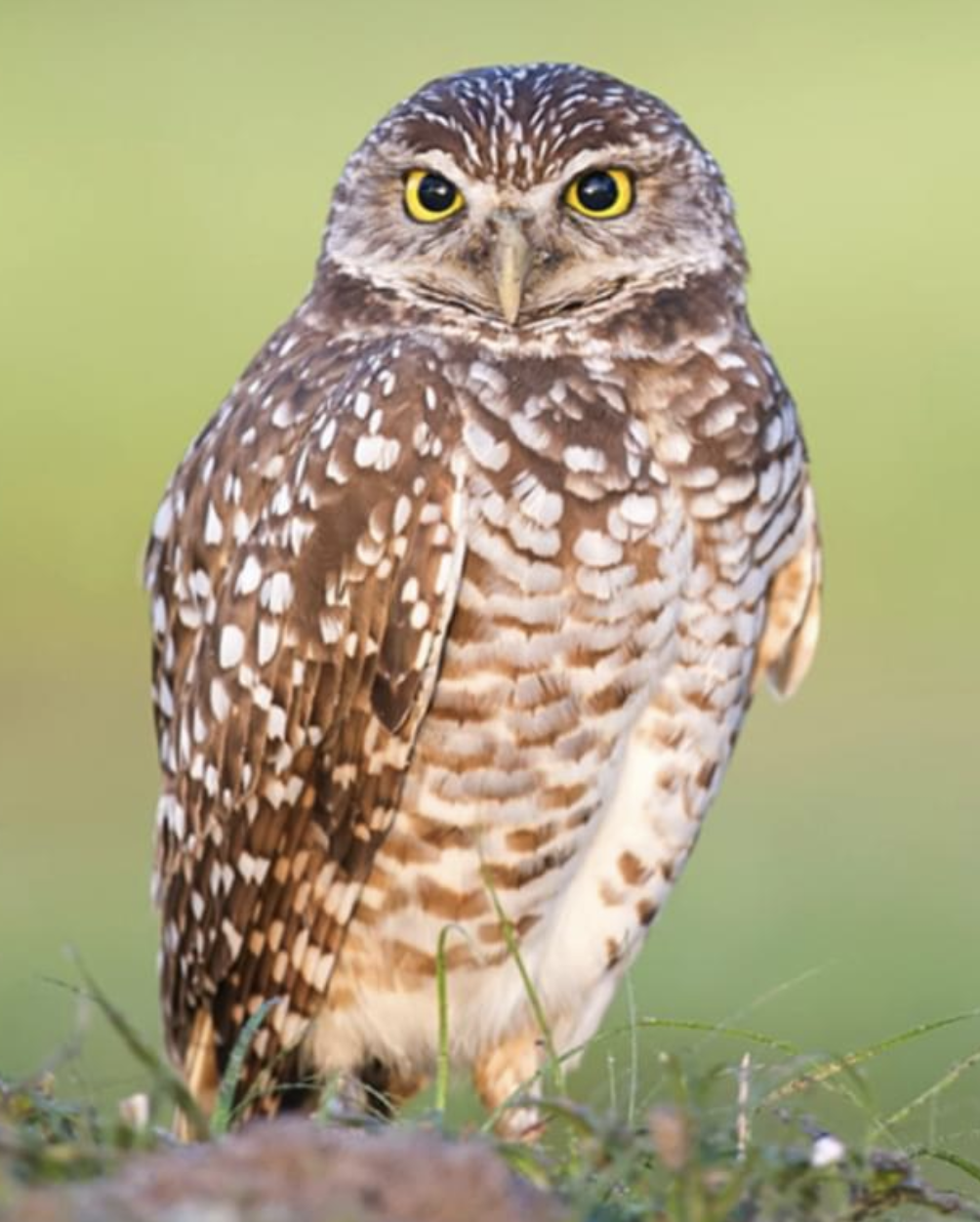 Burrowing Owl Festival 