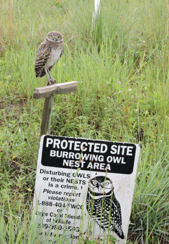 Burrowing Owl Festival