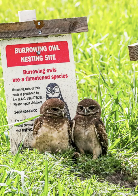 Burrowing Owl Festival