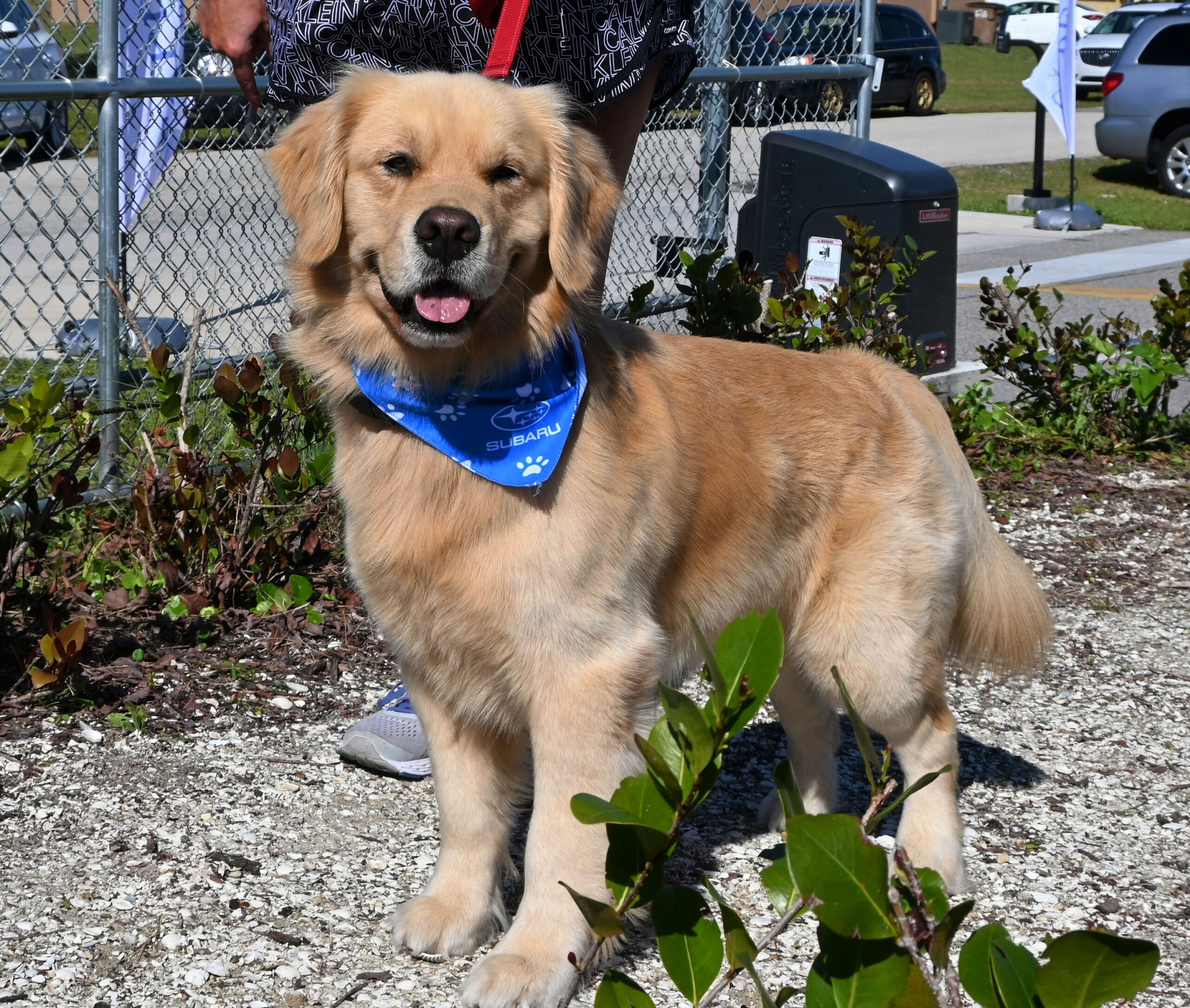 Cape Coral Animal Shelter