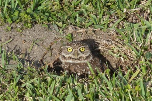 Burrowing Owls in Cape Coral